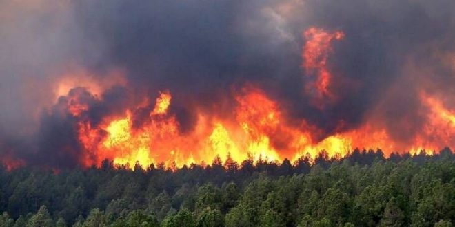 مدیرکل محیط زیست گیلان:هشدار حفاظت محیط زیست گیلان در خصوص بروز آتش سوزی در مناطق جنگلی و تالابی