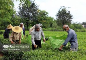خرید ۱۶ هزار تن برگ سبز چای از بهره برداران رودسر