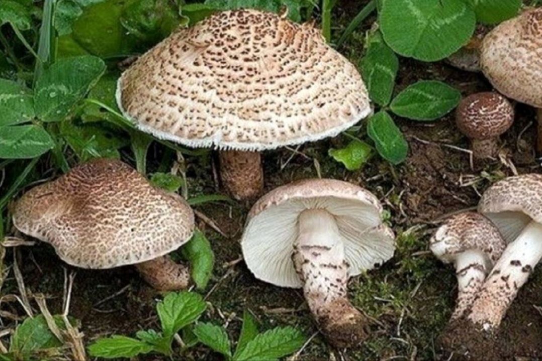 معاون بهداشتی دانشگاه هشدار داد:از مصرف قارچ‌های وحشی و خود رو در طبیعت خودداری کنید