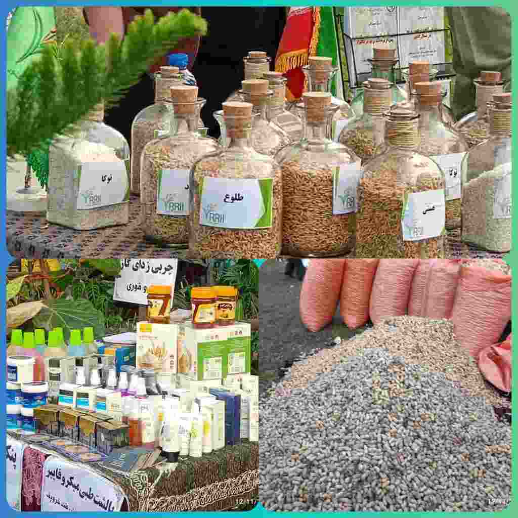 رشت، میزبان خاک حاصلخیز و همدلی روستایی؛ جشنواره‌ای برای رونمایی از ظرفیت‌های پنهان کشاورزی گیلان