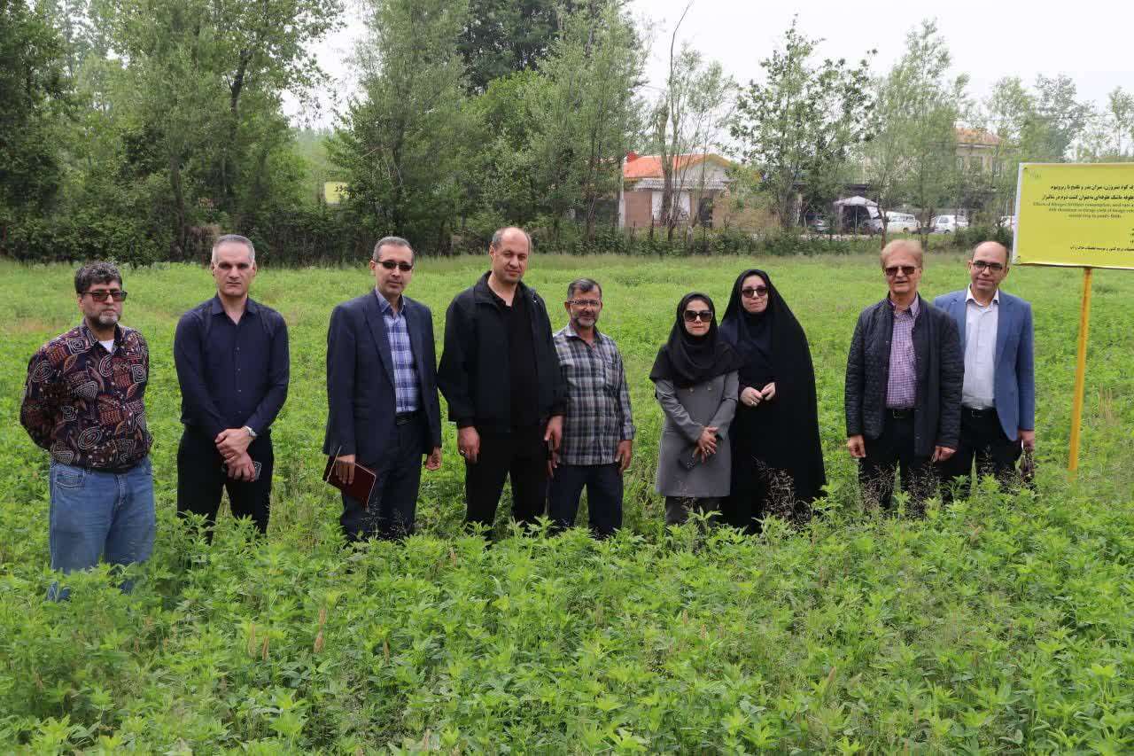 گیلان: طلوع کشت دوم در دل شالیزارهای سبز