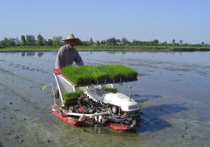 پیشرفت ۸۶ درصدی نشای برنج در شالیزارهای گیلان