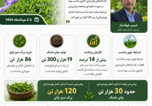 اینفو گرافیک پیش‌بینی خرید 120 هزار تن برگ سبز چای‌ از باغداران ‌گیلان و مازندران