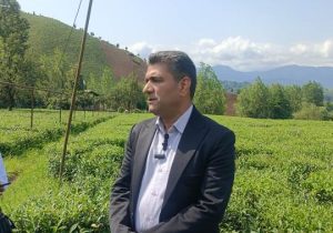 حسینی پیر کوهی خبر داد: اصلاح شیب، بهره‌وری باغات چای لاهیجان را دو برابر کرد/ رشد ۹ درصدی تولید در سال جاری