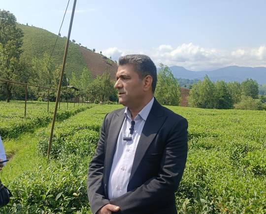 حسینی پیر کوهی خبر داد: اصلاح شیب، بهره‌وری باغات چای لاهیجان را دو برابر کرد/ رشد ۹ درصدی تولید در سال جاری