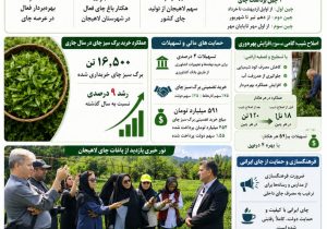 اینفوگرافیک؛ رییس اداره چای لاهیجان خبر داد: اصلاح شیب، بهره‌وری باغات چای لاهیجان را دو برابر کرد/ رشد ۹ درصدی تولید در سال جاری