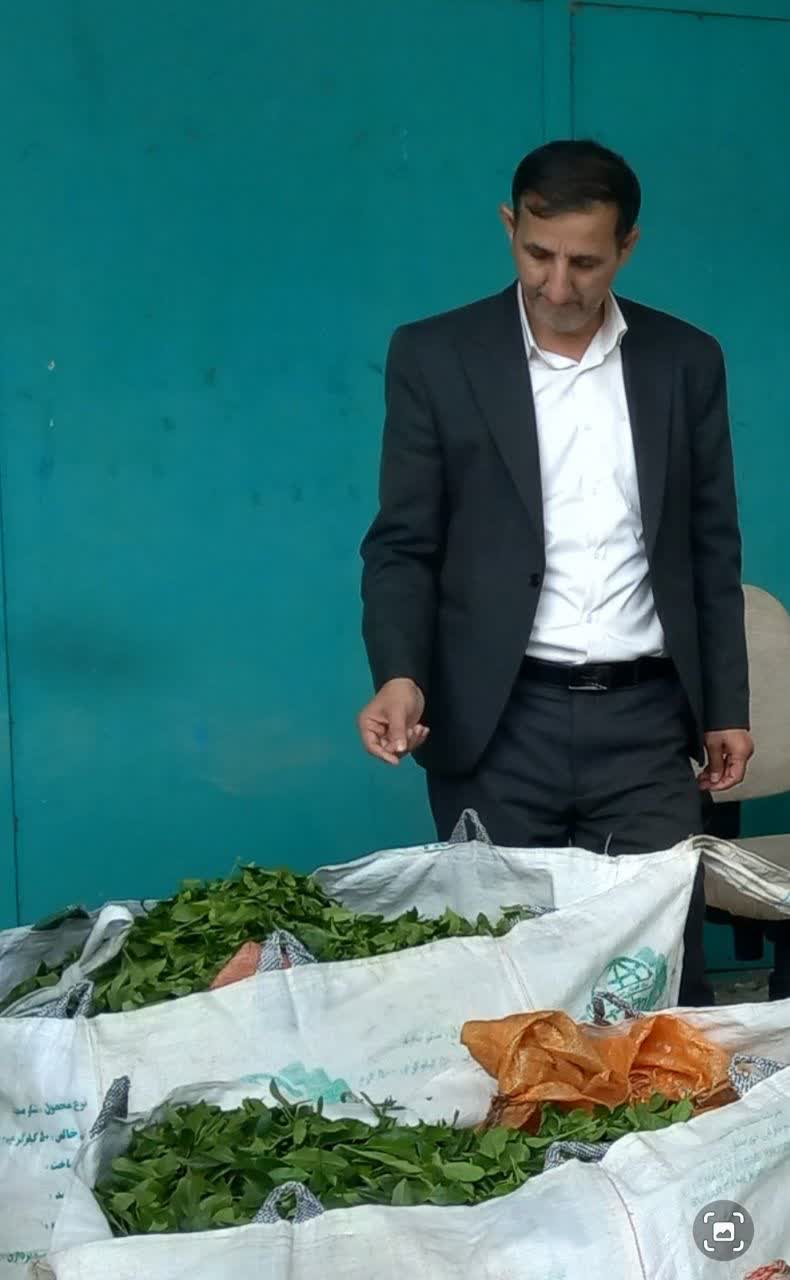 چین پاییزه چای در ایستگاه پایانی؛ گردش مالی ۷۳۰ میلیارد تومانی در لنگرود